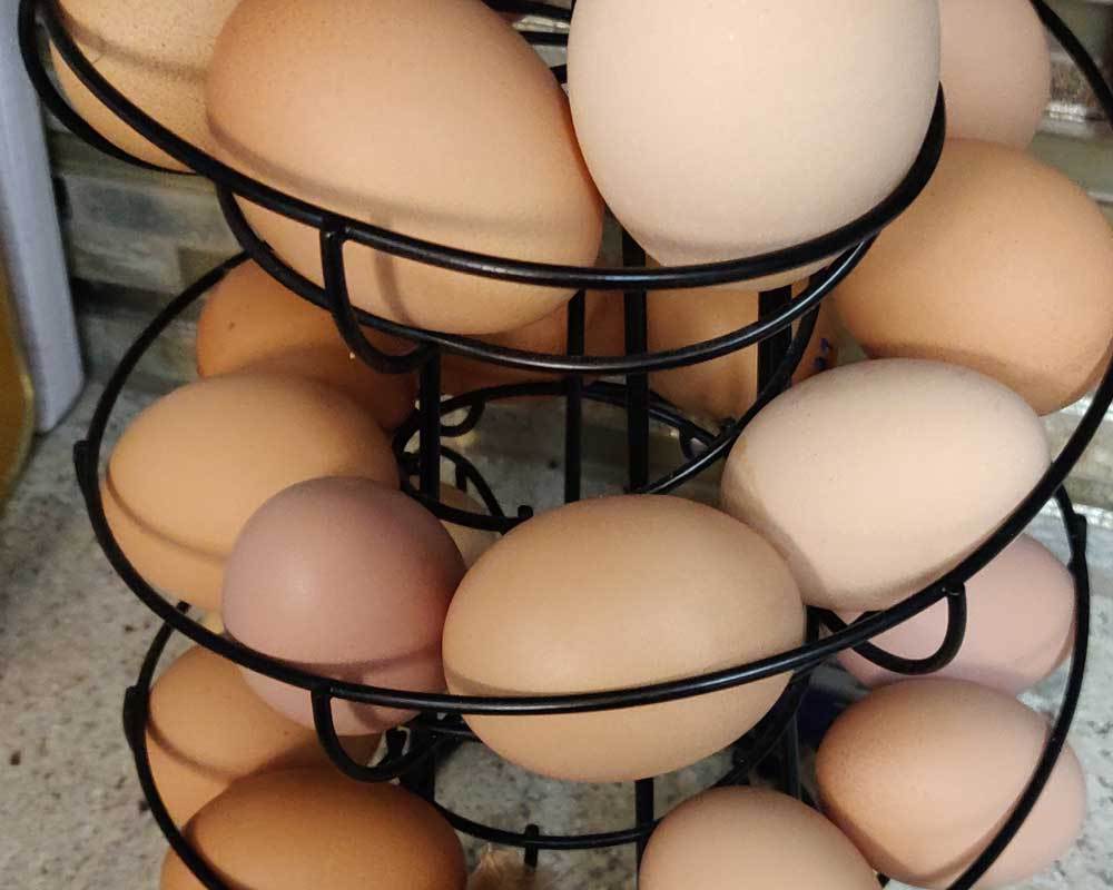 Hillsview farm eggs 3