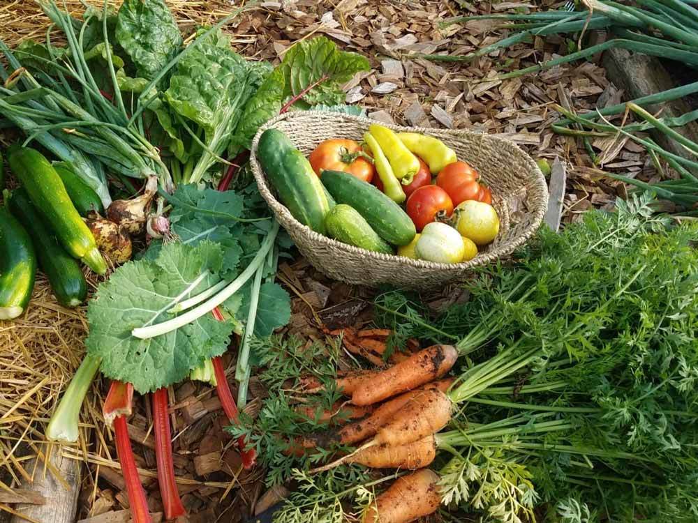 Hillsview farm produce 2