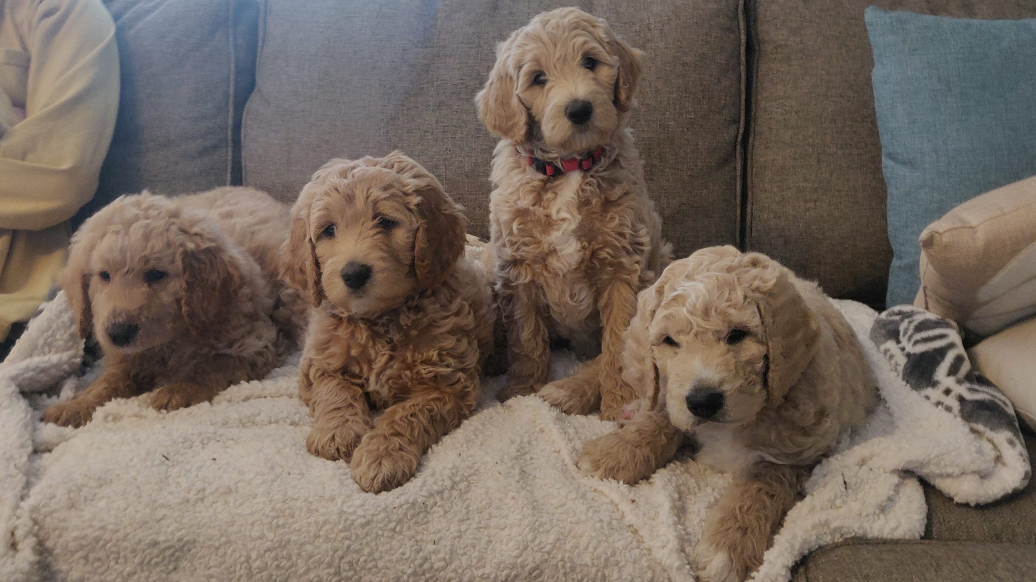 Spearfish South Dakota Goldendoodle Puppies