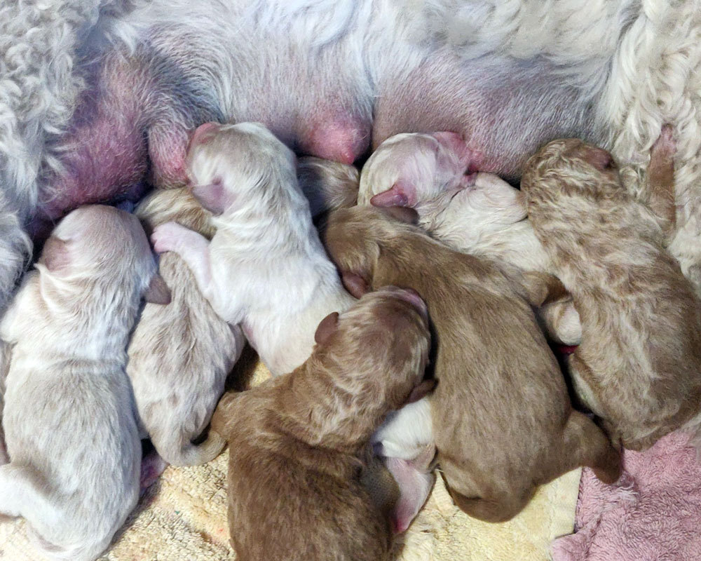 Spearfish goldendoodle puppies